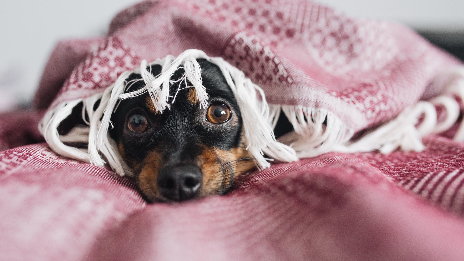 calmare un cane agitato