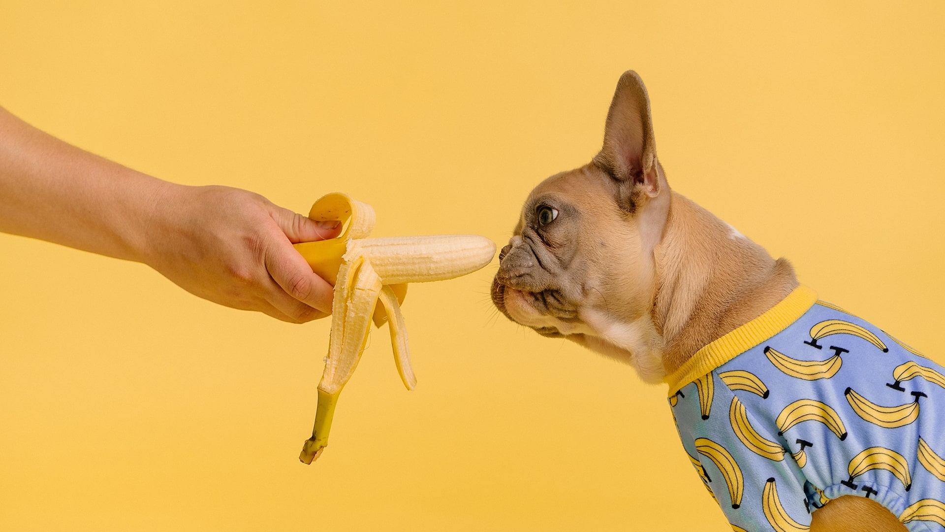 cibo per cani fatto in casa