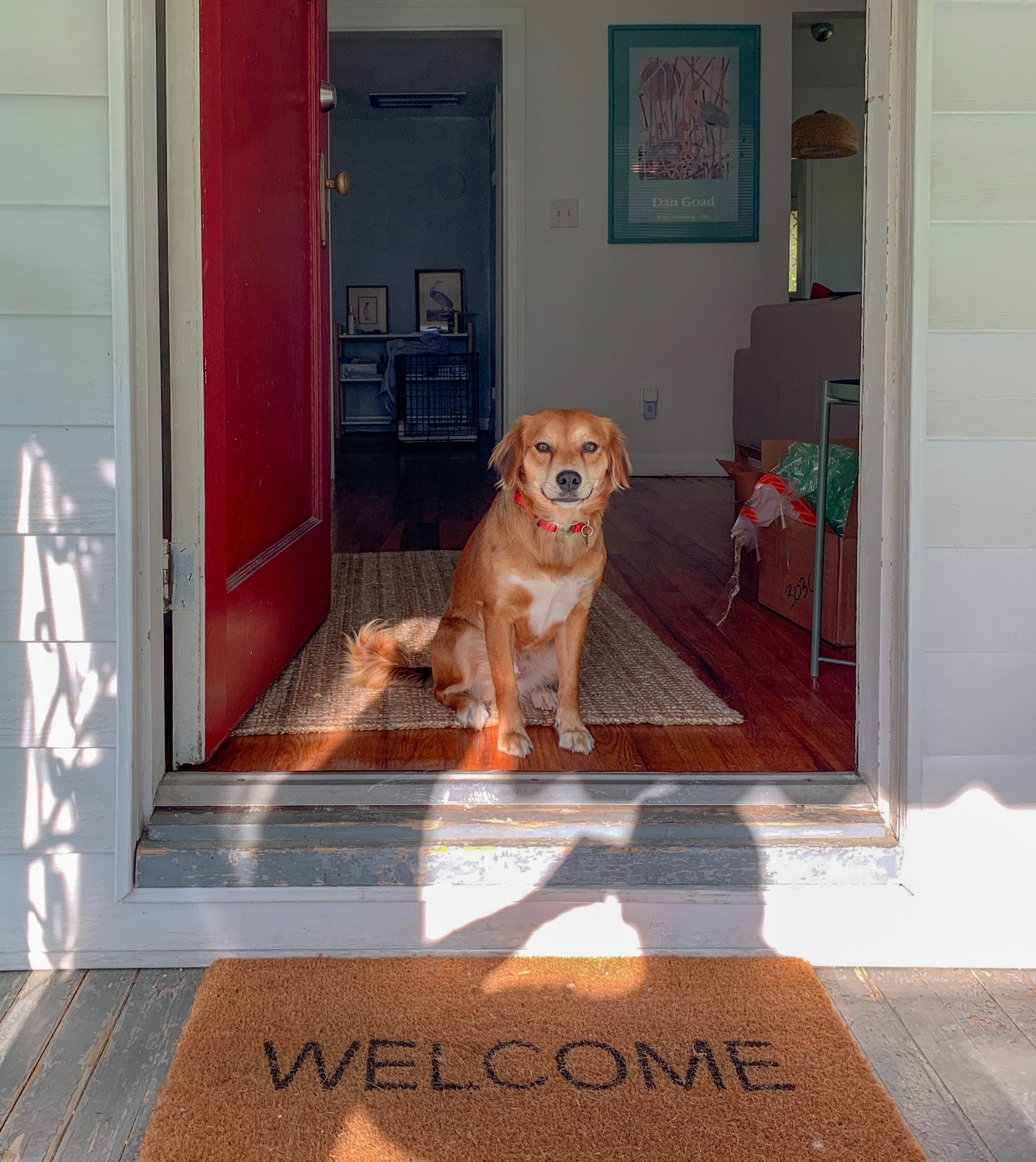 cane abbaia a casa da solo