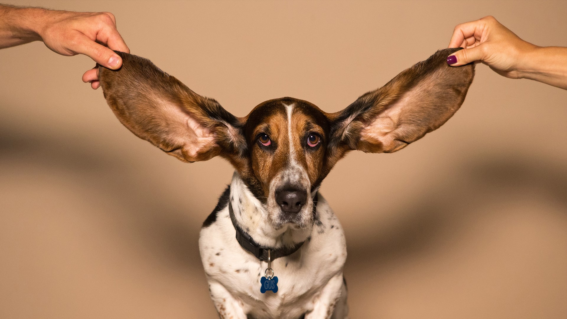 pulire le orecchie del cane