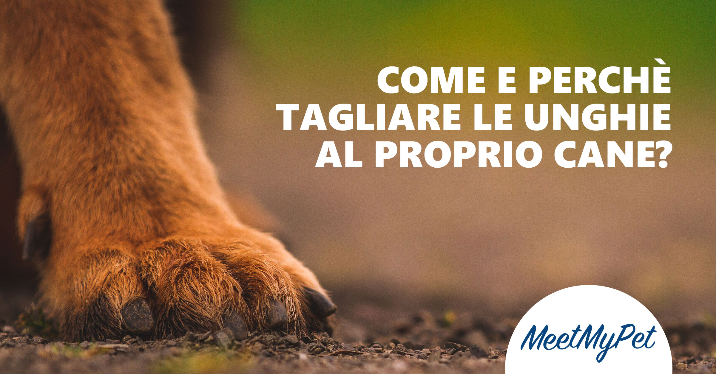 come-tagliare-le-unghie-al-cane|